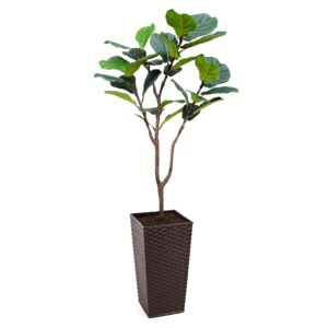 Artificial Fiddle Leaf Fig at Evergreen Direct