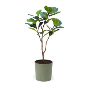 Artificial Fiddle Leaf Fig at Evergreen Direct