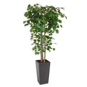 Artificial Beech Tree - Medium Lilia Black