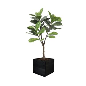 Artificial UV Fiddle Leaf Fig Tree at Evergreen Direct