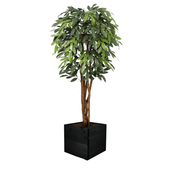 Premium UV MangoTree 150cm - Evergreen Direct