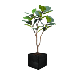 Artificial Fiddle Leaf Fig at Evergreen Direct