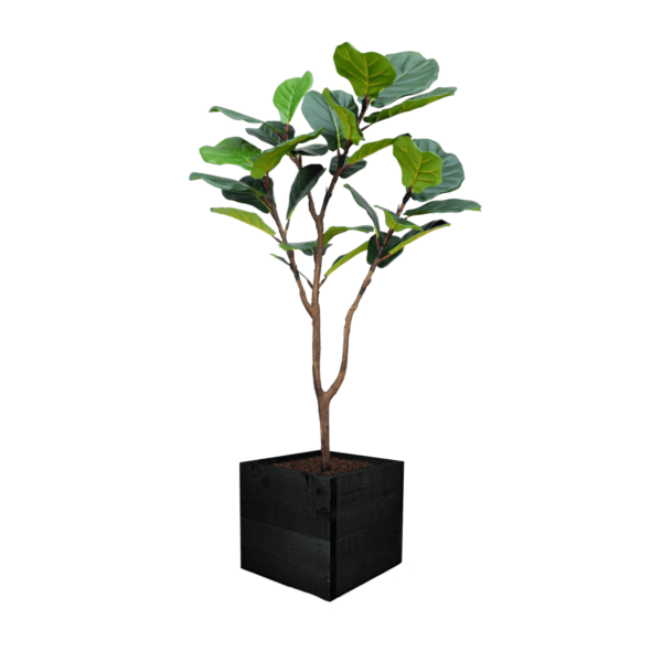 Artificial Fiddle Leaf Fig at Evergreen Direct