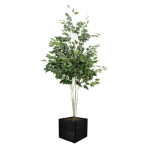 Artificial UV French FicusTree From Evergreen Direct