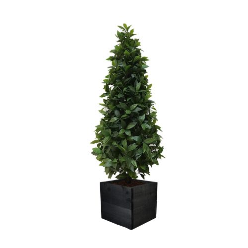 Artificial Bay Tree Cone | Evergreen Direct