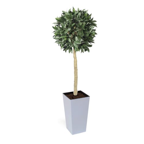 Artificial Bay Laurel Ball Tree | Evergreen Direct