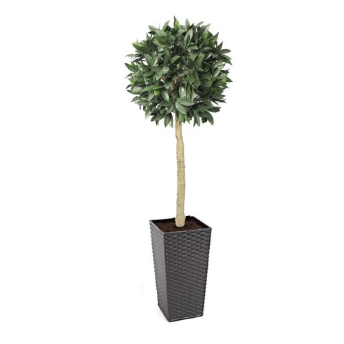 Artificial Bay Laurel Ball Tree | Evergreen Direct