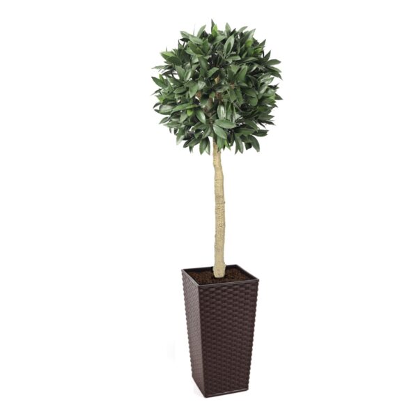 Artificial Bay Laurel Ball Tree | Evergreen Direct