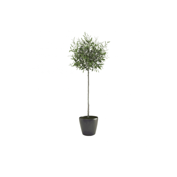 Artificial Tuscan Olive Tree 175cm- Medium Lilia Black