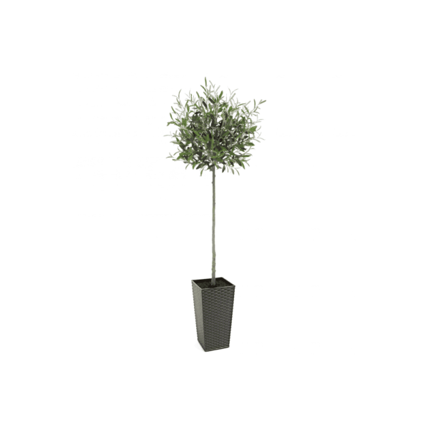 Artificial Tuscan Olive Tree - Evergreen Direct