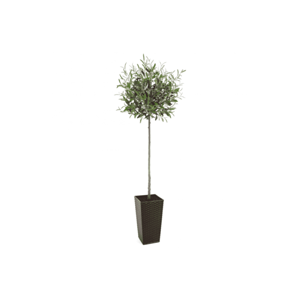 Artificial Tuscan Olive Tree - Evergreen Direct