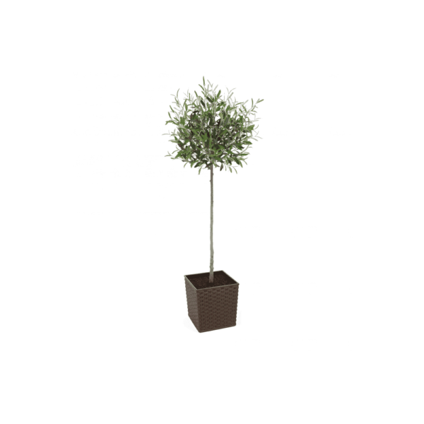 Artificial Tuscan Olive Tree - Evergreen Direct