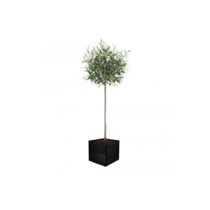 Artificial Tuscan Olive Tree - Evergreen Direct