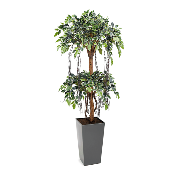 Artificial Tiered Variegated Ficus Tree at Evergreen Direct