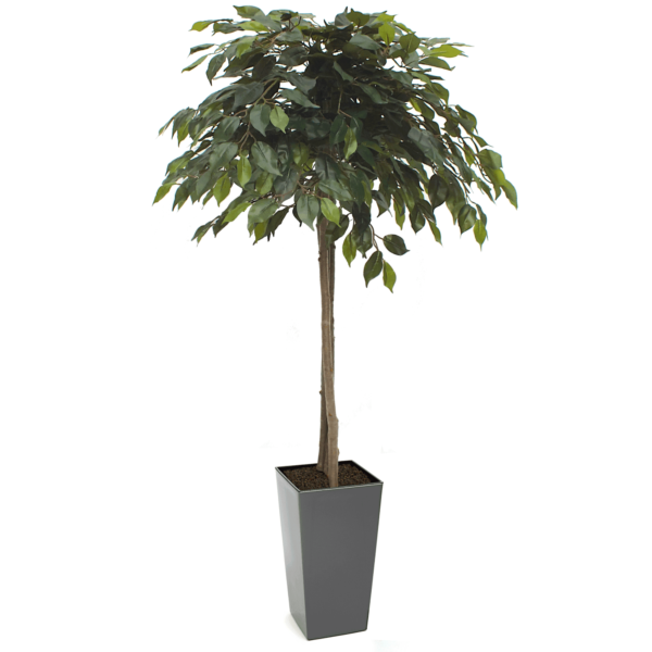 Artificial Mop Head Ficus Tree From Evergreen Direct