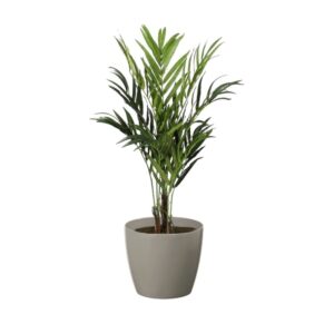 #1 for Artificial Kentia Palm Trees | Evergreen Direct