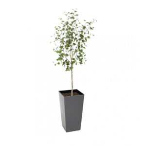 Artificial White Stem Birch Tree | Evergreen Direct