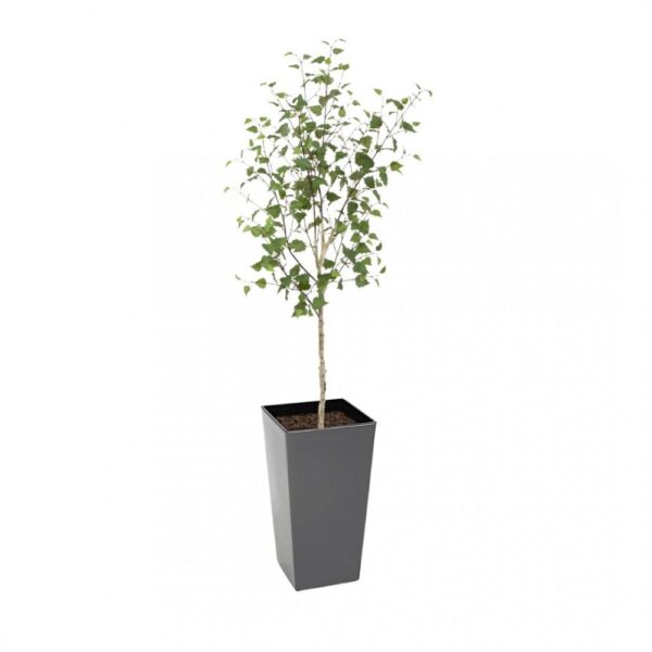 Artificial White Stem Birch Tree | Evergreen Direct