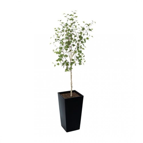 Artificial White Stem Birch Tree | Evergreen Direct