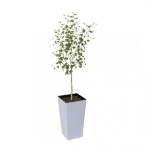 Artificial White Stem Birch Tree | Evergreen Direct