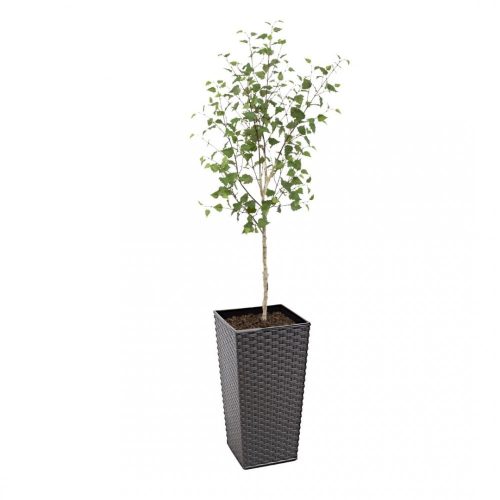 Artificial White Stem Birch Tree | Evergreen Direct