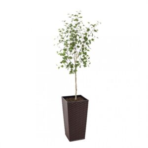 Artificial White Stem Birch Tree | Evergreen Direct