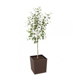 Artificial White Stem Birch Tree | Evergreen Direct