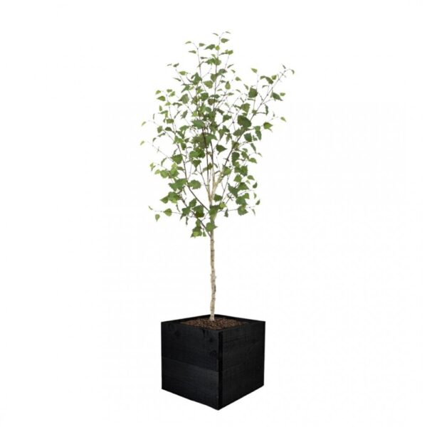 Artificial White Stem Birch Tree | Evergreen Direct