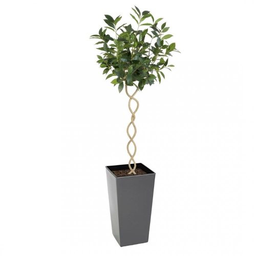 Artificial Twisted Trunk Bay Topiary Tree | Evergreen Direct