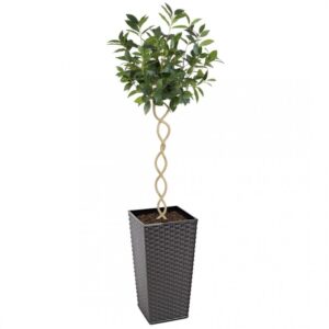 Artificial Twisted Trunk Bay Topiary Tree | Evergreen Direct