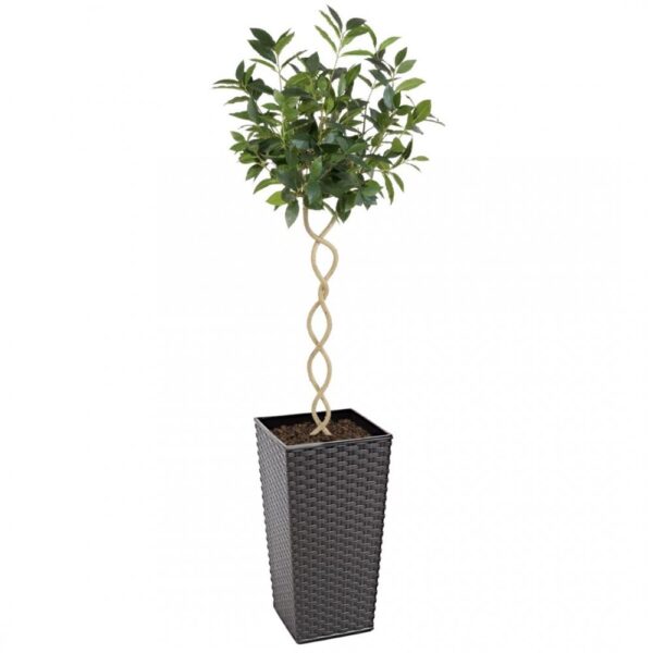 Artificial Twisted Trunk Bay Topiary Tree | Evergreen Direct