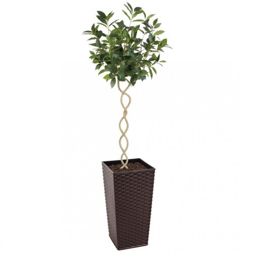 Artificial Twisted Trunk Bay Topiary Tree | Evergreen Direct