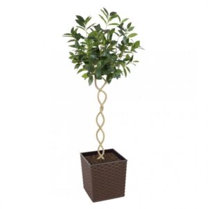 Artificial Twisted Trunk Bay Topiary Tree | Evergreen Direct