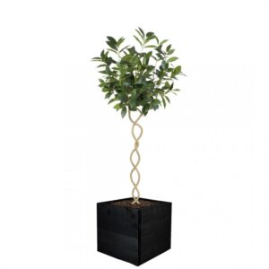 Artificial Twisted Trunk Bay Topiary Tree | Evergreen Direct