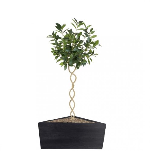 Artificial Twisted Trunk Bay Topiary Tree | Evergreen Direct