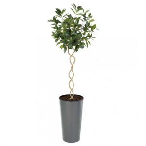 Artificial Twisted Trunk Bay Topiary Tree | Evergreen Direct