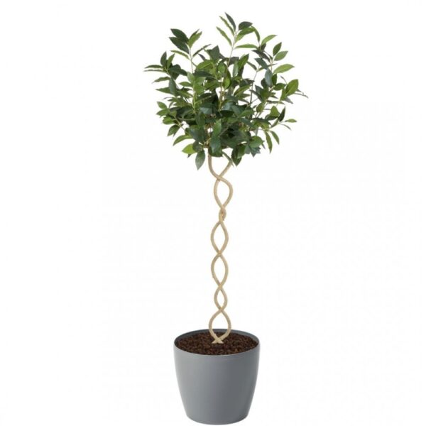 Artificial Twisted Trunk Bay Topiary Tree | Evergreen Direct