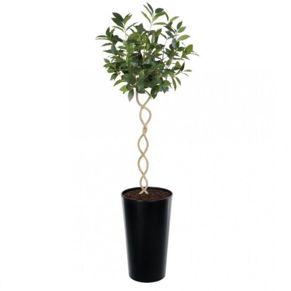 Artificial Twisted Trunk Bay Topiary Tree | Evergreen Direct