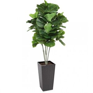 Artificial Large Fiddle Leaf Tree 160cm | Evergreen Direct