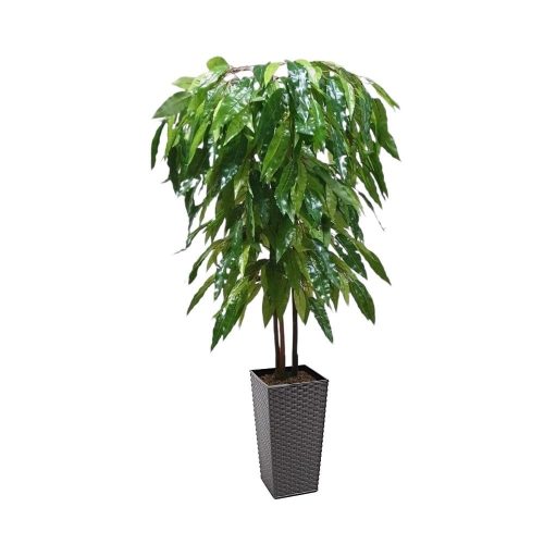 Artificial Artificial Mango Tree | Evergreen Direct