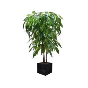 Artificial Artificial Mango Tree | Evergreen Direct