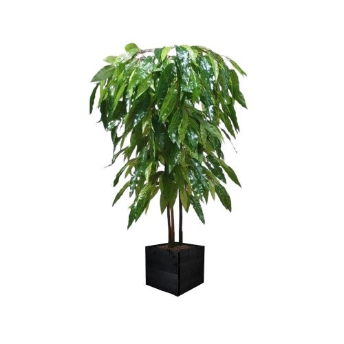 Artificial Artificial Mango Tree | Evergreen Direct