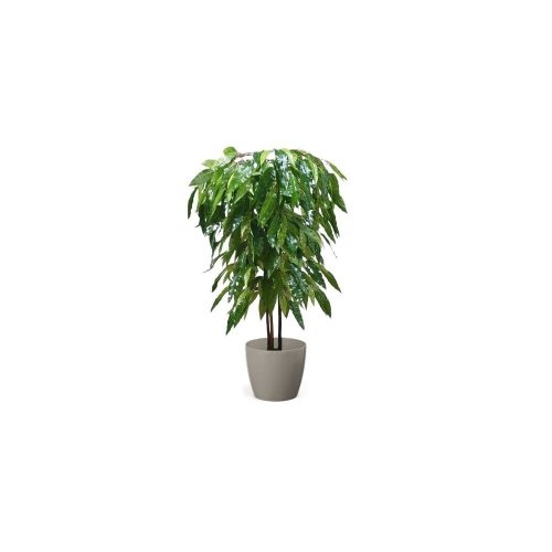 Artificial Artificial Mango Tree | Evergreen Direct