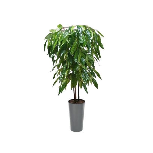 Artificial Artificial Mango Tree | Evergreen Direct