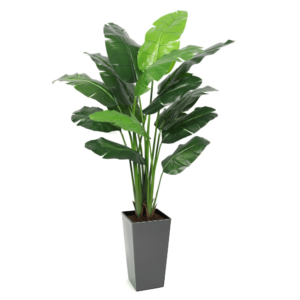 Artificial Interior Banana Tree 220cm | Evergreen Direct