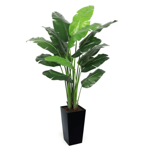 Artificial Interior Banana Tree 220cm | Evergreen Direct