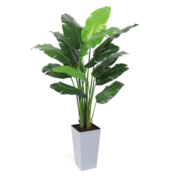 Artificial Interior Banana Tree 220cm | Evergreen Direct