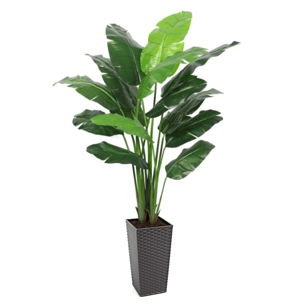 Artificial Interior Banana Tree 220cm | Evergreen Direct