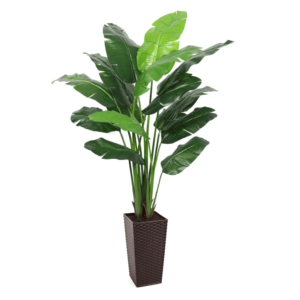 Artificial Interior Banana Tree 220cm | Evergreen Direct