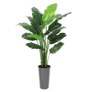 Artificial Interior Banana Tree 220cm | Evergreen Direct